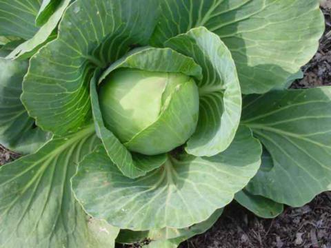 Cabbage, Copenhagen Market Early Cabbage, Copenhagen Market Early