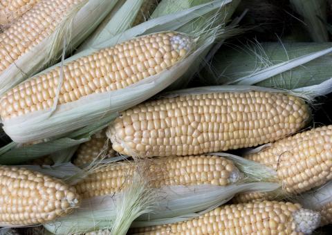 Corn, Elote Blanco Corn Corn, Elote Blanco Corn
