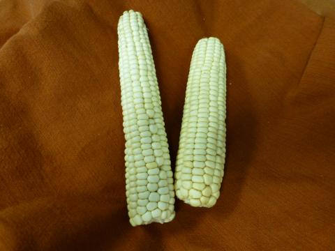 Standard Navajo White Corn Credit: Native Seed/SEARCH