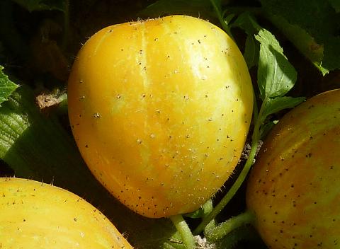 Lemon Cucumbers Lemon Cucumbers