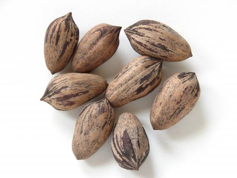 Standard Pecans Standard Pecans