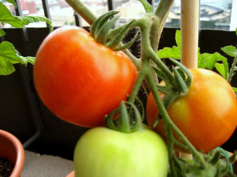 Tomatoes, Early Girl Credit: Stacy Spensley Tomatoes, Early Girl Credit: Stacy Spensley