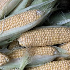 Corn, Elote Blanco Corn