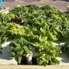 Hydroponic cilantro on floating bed