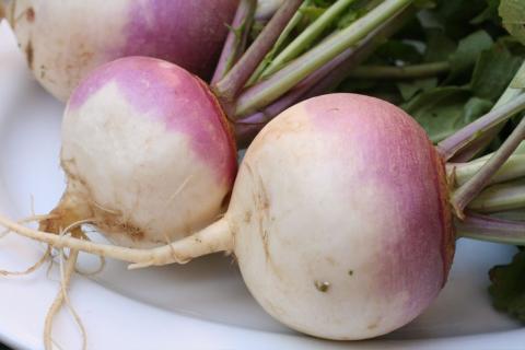 Purple Top White Globe Turnip Credit: thebittenword.com