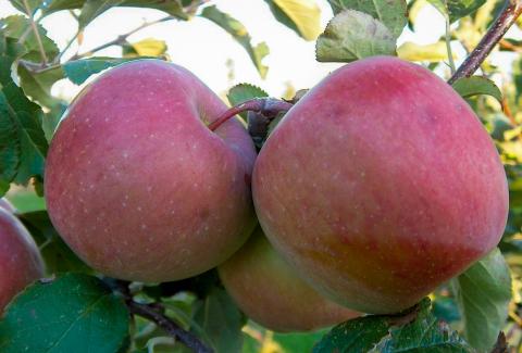 Fuji Apples Fuji Apples