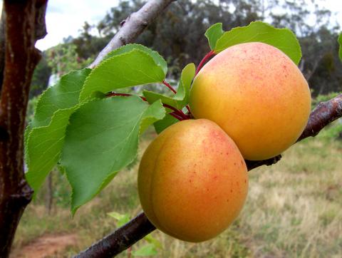 Katy Apricot