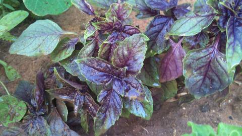 Purple Basil