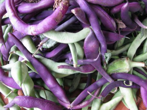 Purple Beans Purple Beans