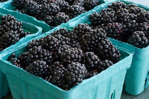 Roseborough Black Berries Credit: Dwight Sipler