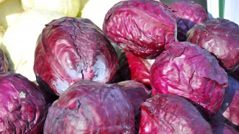 Cabbage, Mammoth Red Rock Cabbage, Mammoth Red Rock
