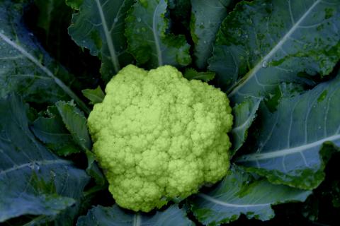 Brocoverde Cauliflower Brocoverde Cauliflower