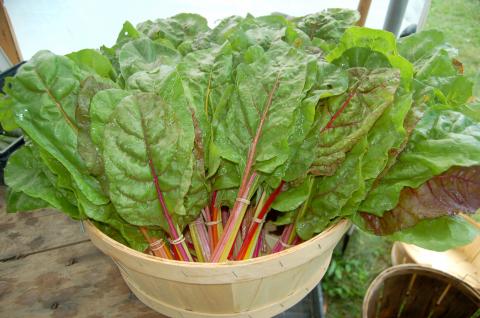 Standard Chard Standard Chard