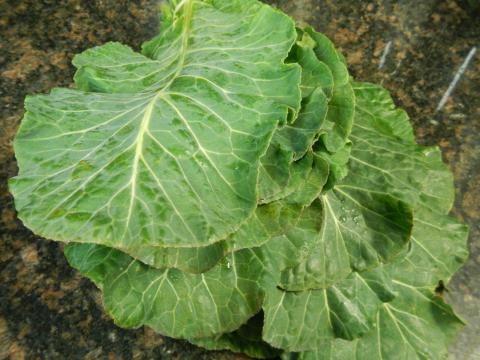 Standard Collards Credit: Salette Andrews