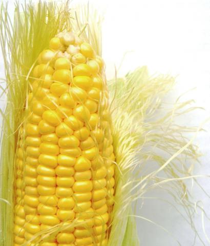 Corn, Standard Corn