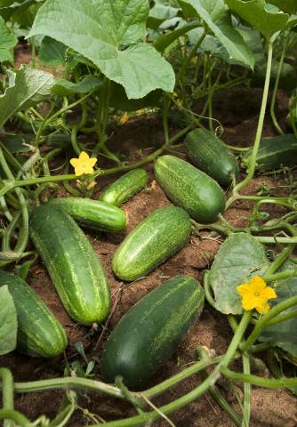 Cucumbers, Field Cucumbers