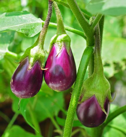 Eggplant, Standard Eggplant