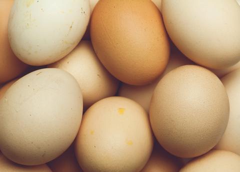 Chicken Eggs Chicken Eggs