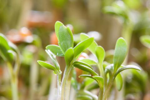 Garden Cress Garden Cress