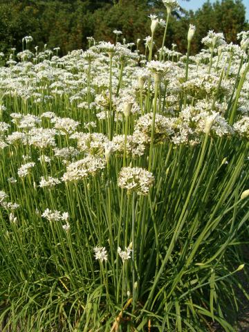 Garlic, Garlic Chives Garlic, Garlic Chives