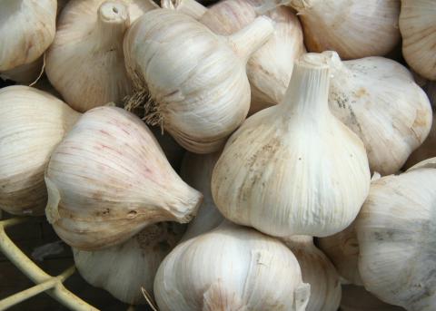 Garlic, Standard Garlic Garlic, Standard Garlic