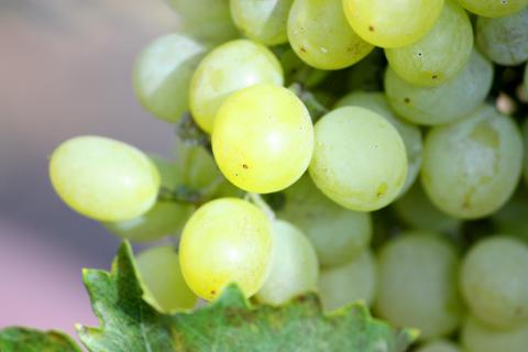 Thompson Seedless Grape Thompson Seedless Grape