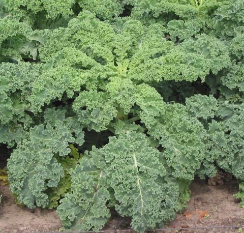 Kale Kale