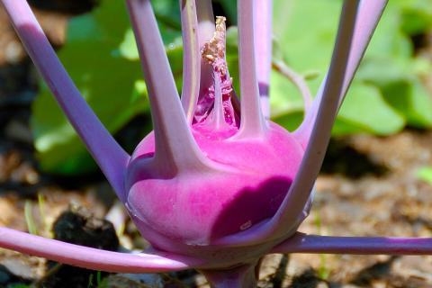 Kohlrabi Kohlrabi