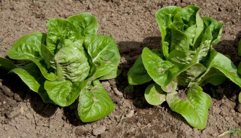 Lettuce, Bibb Lettuce, Bibb