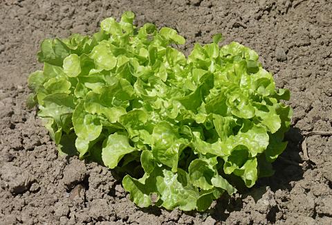 Lettuce, Leaf Credit: Jamain Lettuce, Leaf Credit: Jamain