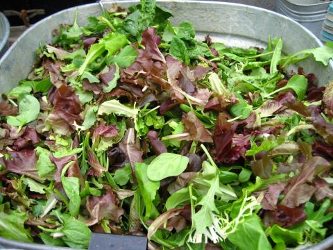 Lettuce, Mesclun Mix Credit: Rudi Riet