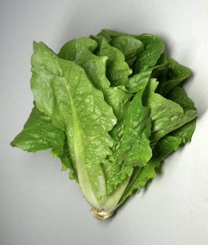 Lettuce, Romaine Lettuce, Romaine