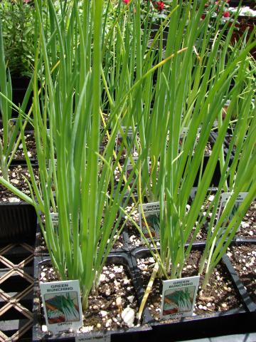 Bunching Onion Bunching Onion