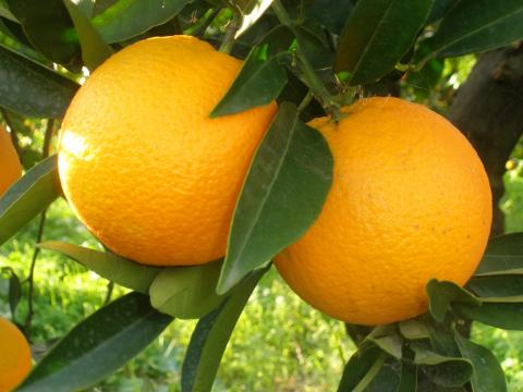 Oranges, Valencia