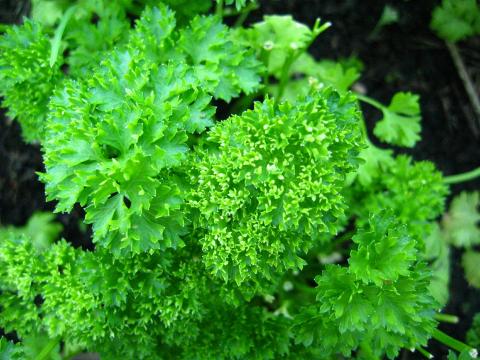 Parsley Parsley