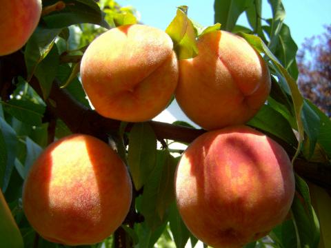 Earli Grande Peach Earli Grande Peach