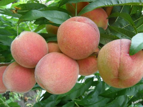 Florida Prince Peach