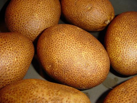 Russet Potato Russet Potato