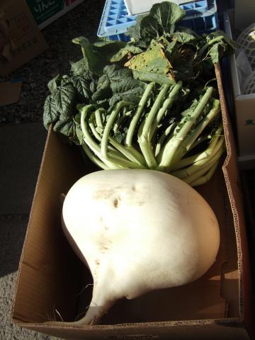 Radish, Daikon Giant