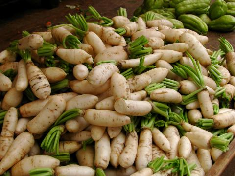 Radish, Daikon