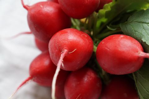 Radish, Early Scarlett Globe