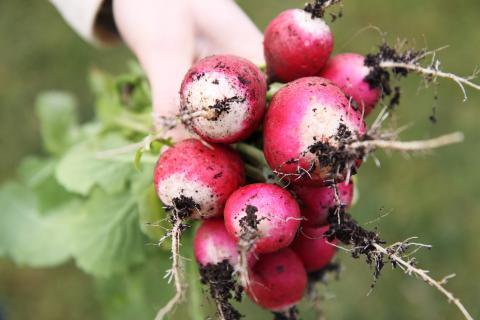 Radish, National