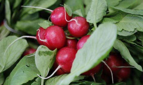 Radish, Standard Radishes