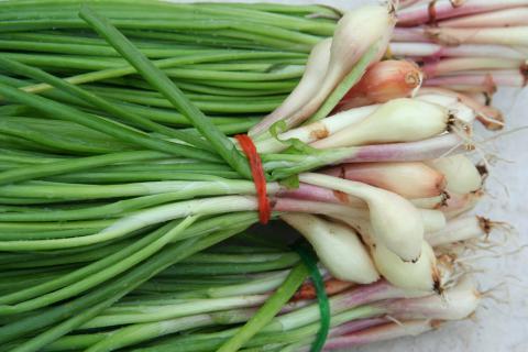Onion, Standard Scallions Onion, Standard Scallions