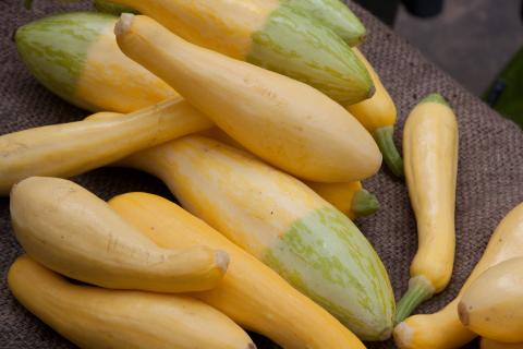 Summer Squash Summer Squash