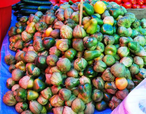 Tomatillos, Red-purple Tomatillos, Red-purple