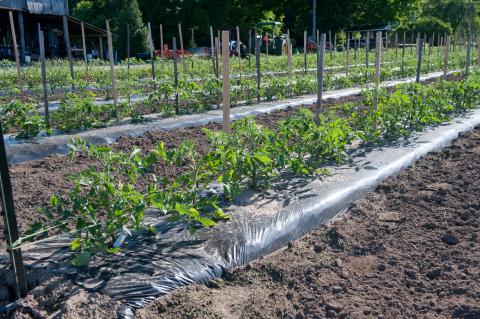 Tomatoes, Field Tomatoes