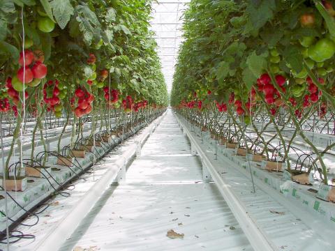 Tomatoes, Greenhouse Tomatoes, Greenhouse