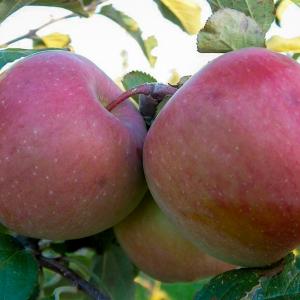 Fuji Apples