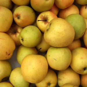 Golden Delicious Apples